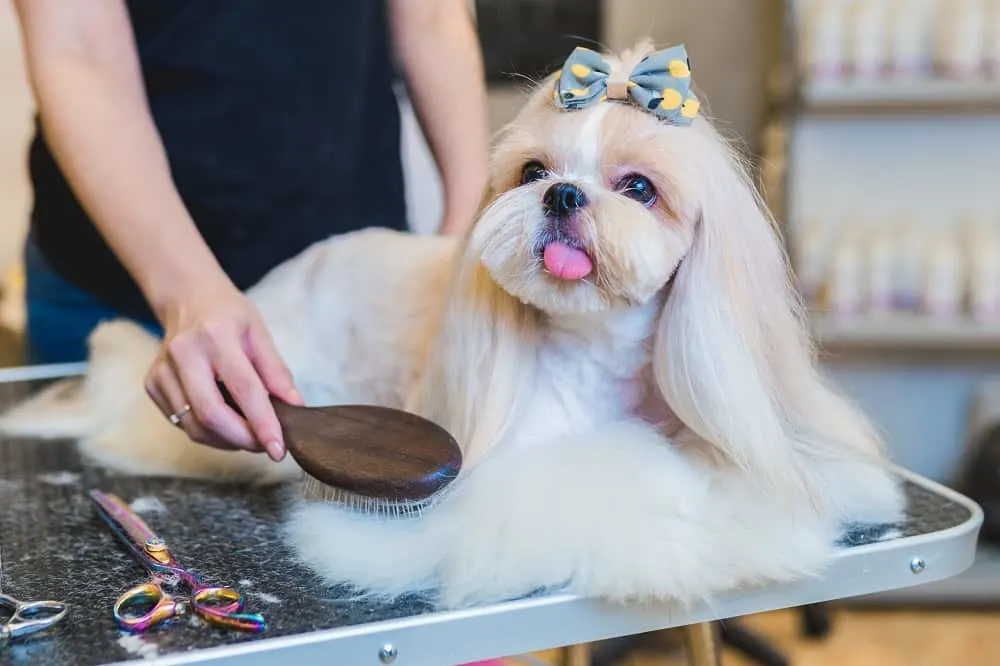 Top 6 Shih Tzu Haircuts  Hairstyles 2022  Marvelous Dogs