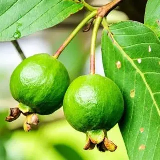 benefits of guava leaf for hair
