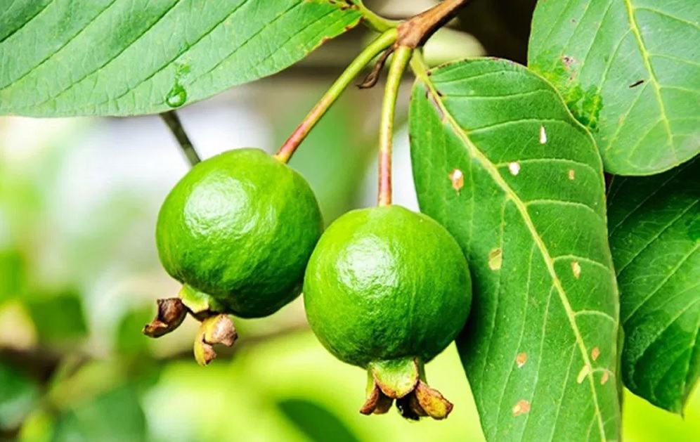 Guava Leaf for Hair: Benefits & How to Use