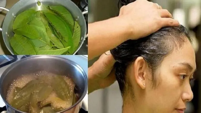 guava leaf hair tonic
