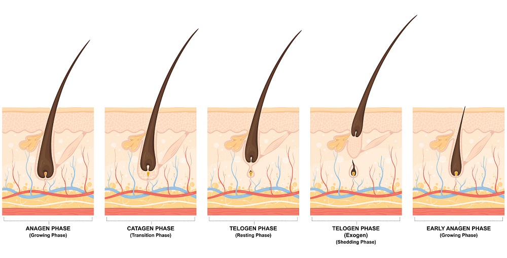 hair follicle phase