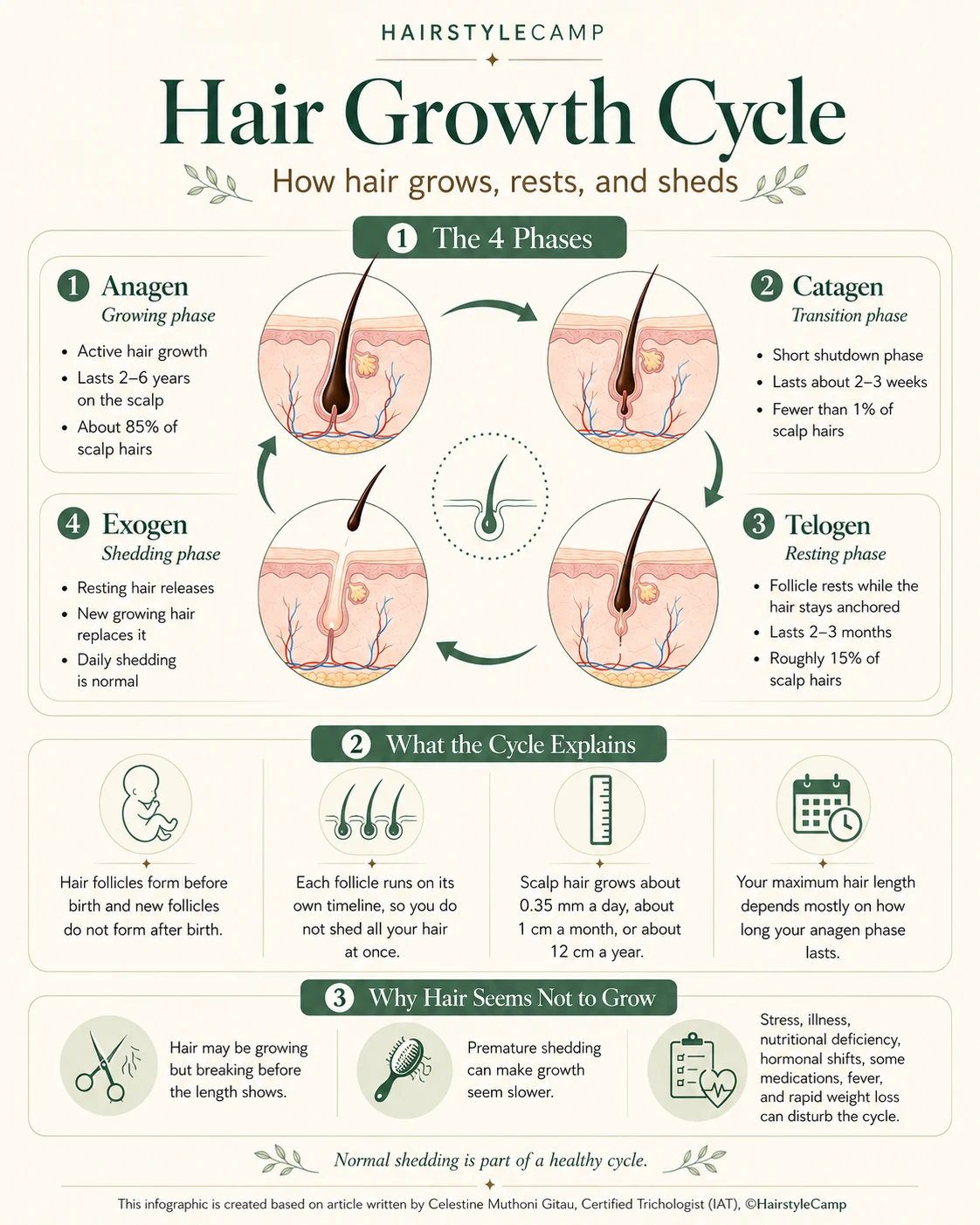 Hair growth cycle infographic showing the four phases: anagen, catagen, telogen and exogen, with how long each phase lasts