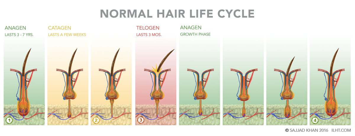 Hair Growth Life Cycle The 3 Stages Hairstylecamp 3407