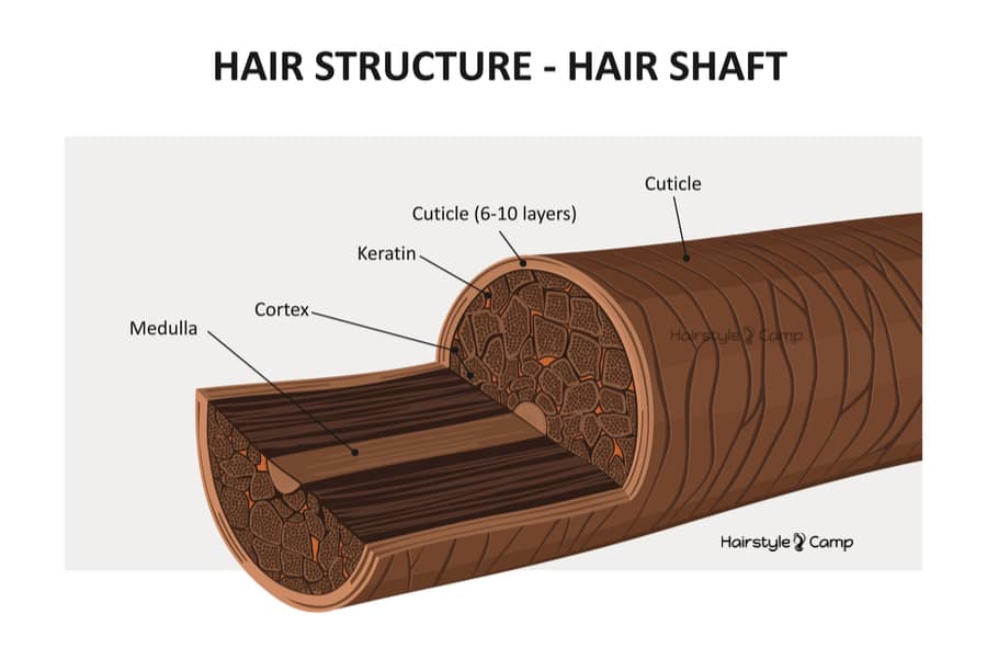 hair shaft structure - hair cuticle, cortex, medulla