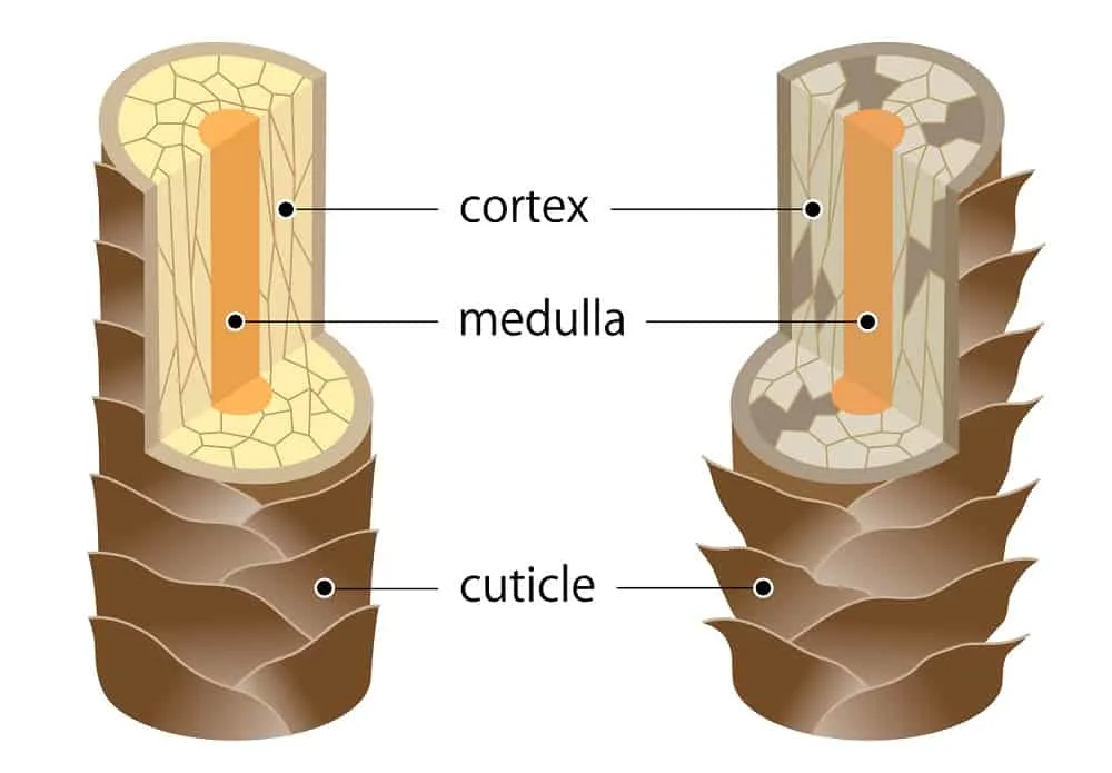 hair structure