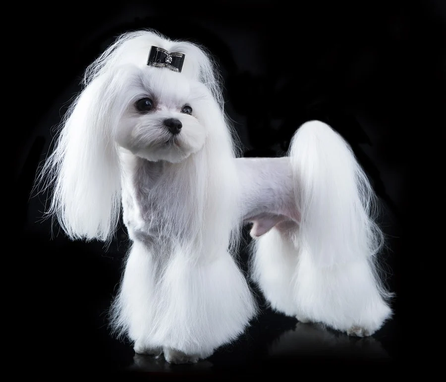 haircut for maltese dogs