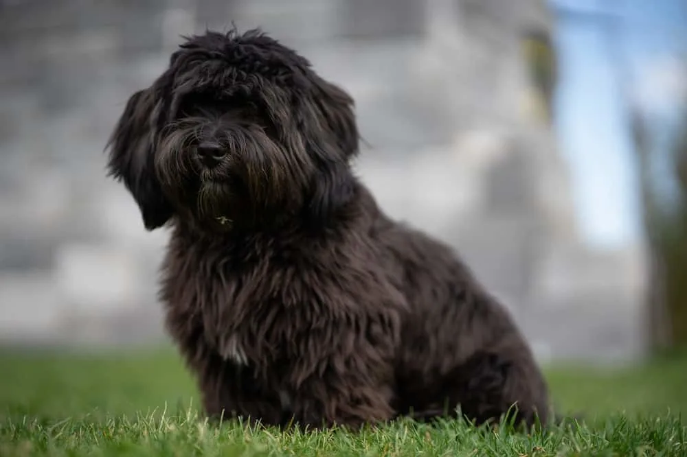 havanese dog haircut