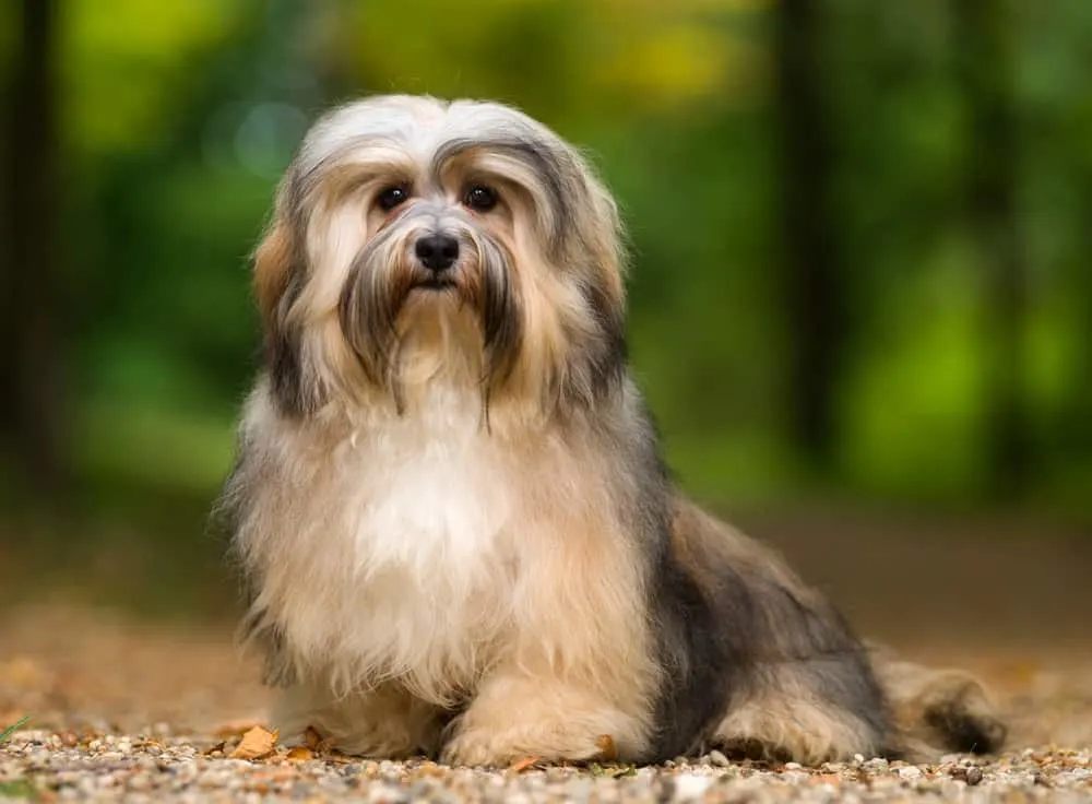 havanese long haircut