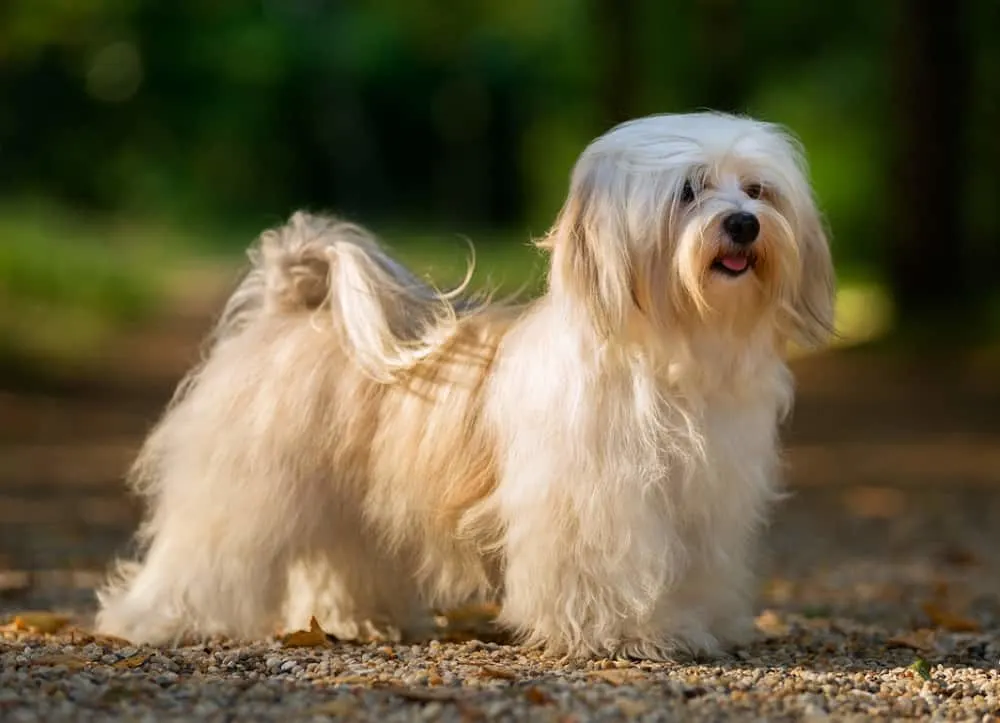 havanese puppy haircut