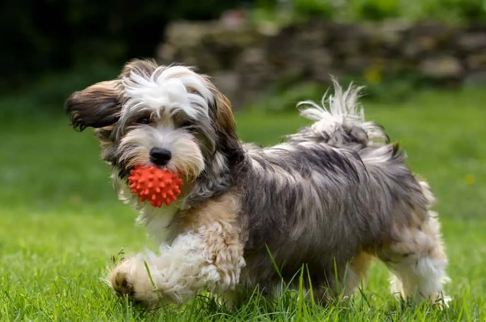 how do you cut a havanese dogs hair