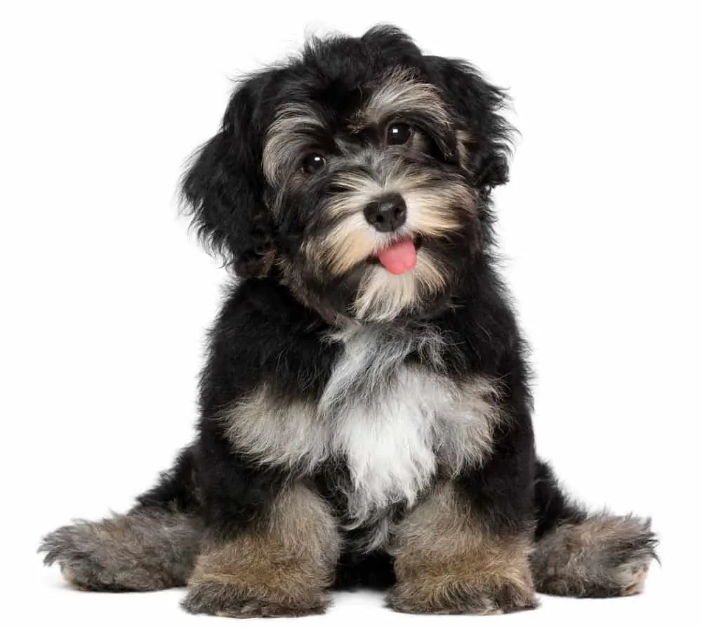 black havanese haircut