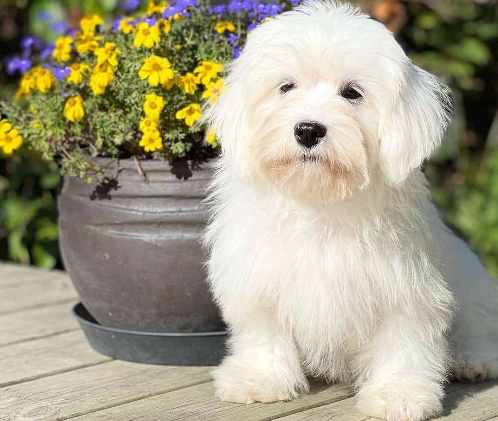 ål Arkitektur lyserød 10 Adorable Havanese Puppy Haircuts in 2023 (With Pictures)