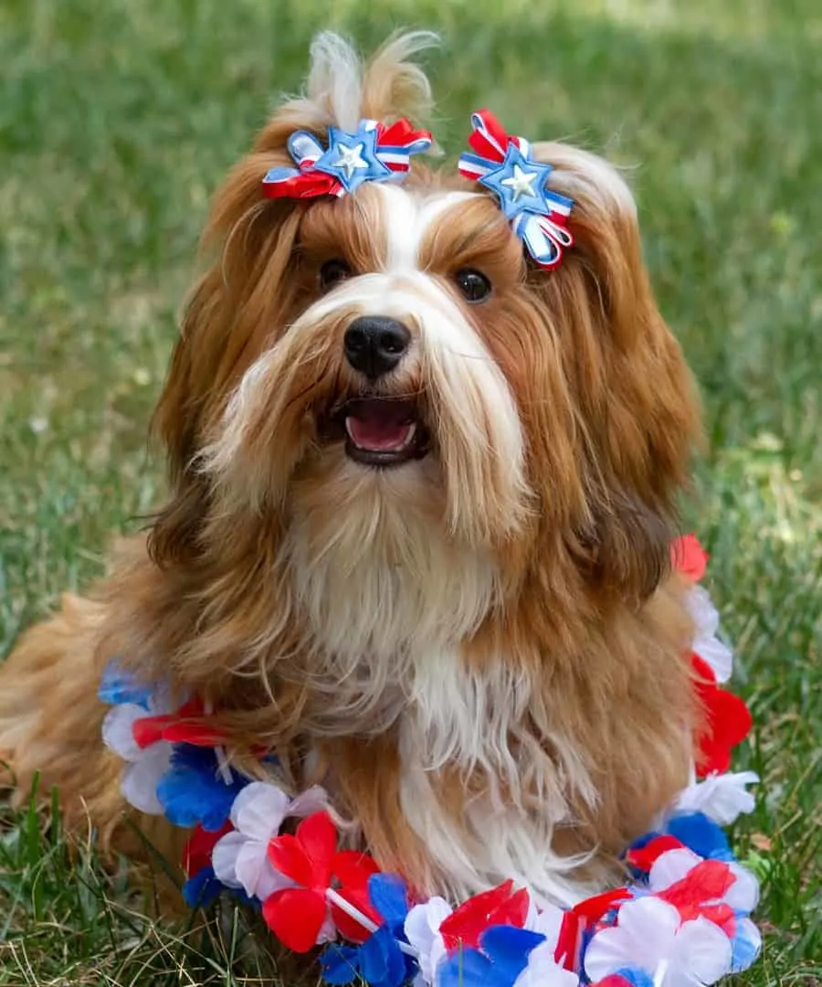 havanese long haircut