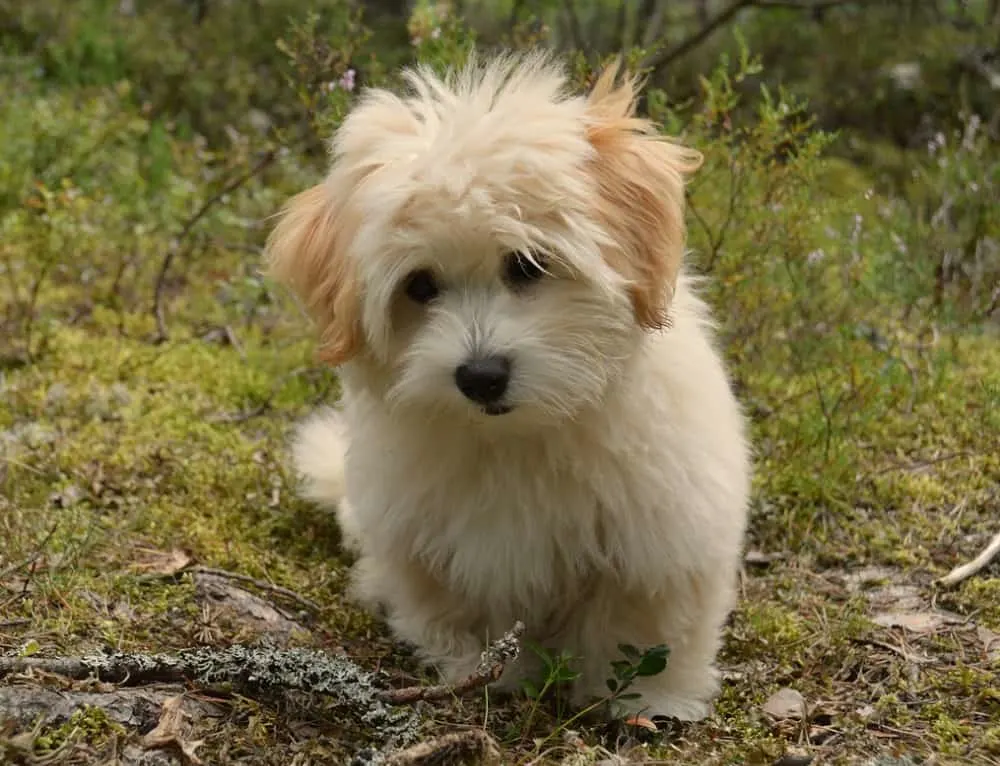 havanese puppy haircut