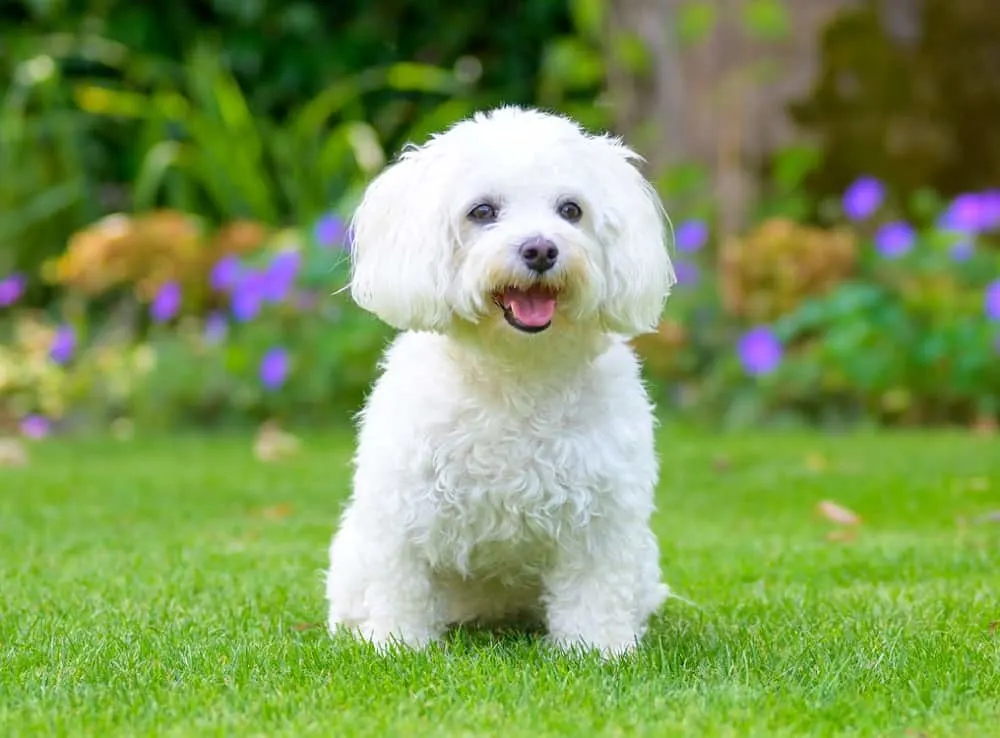 havanese summer haircut