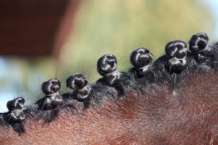 braided horse mane photo