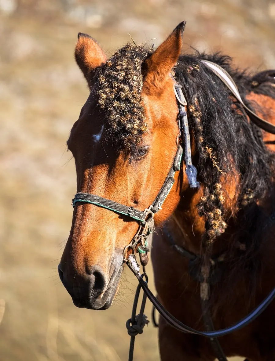 horse hairstyle