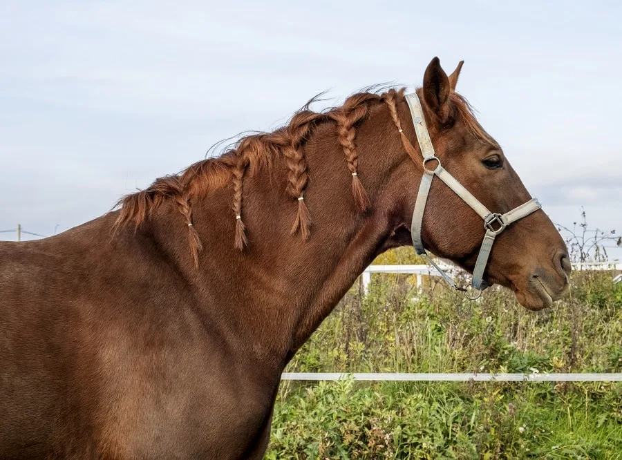 horse mane braids