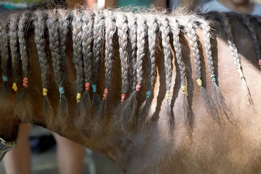 horse mane braids with rubber bands