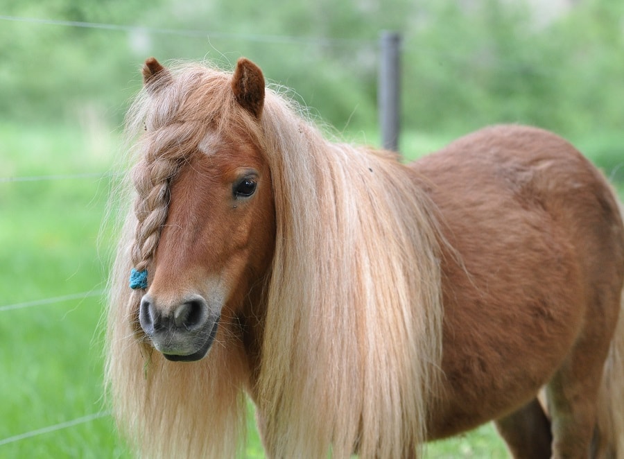 horse mane braids