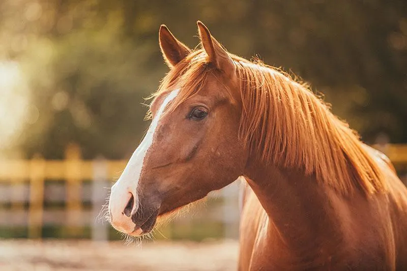 horse mane hair