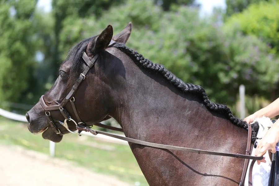 horse mane running braid