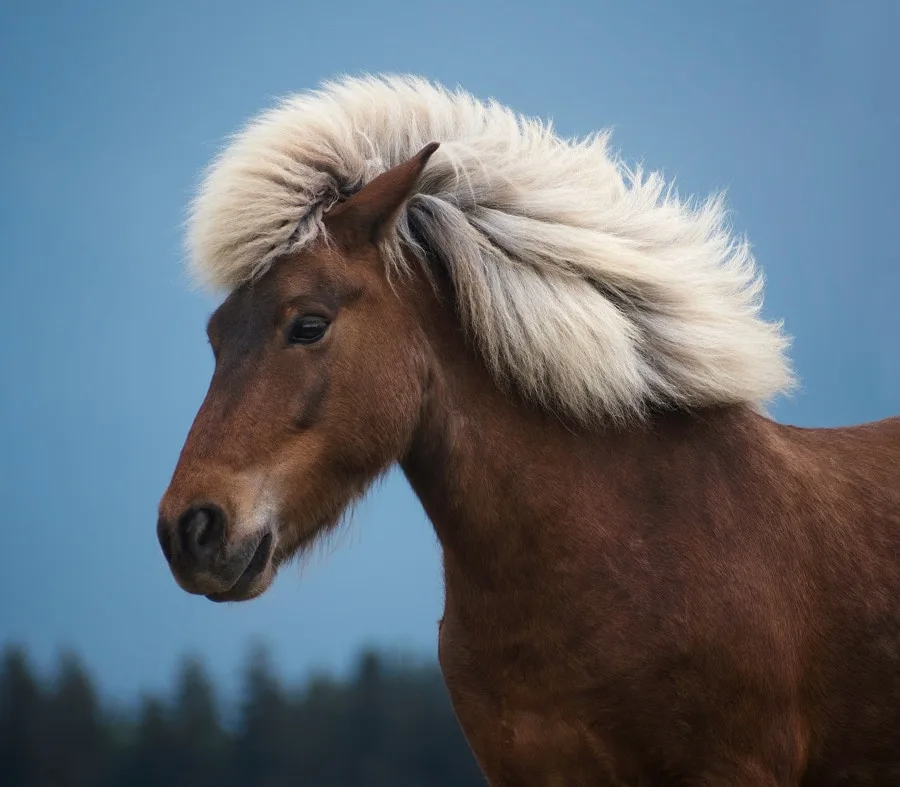 horse mane style