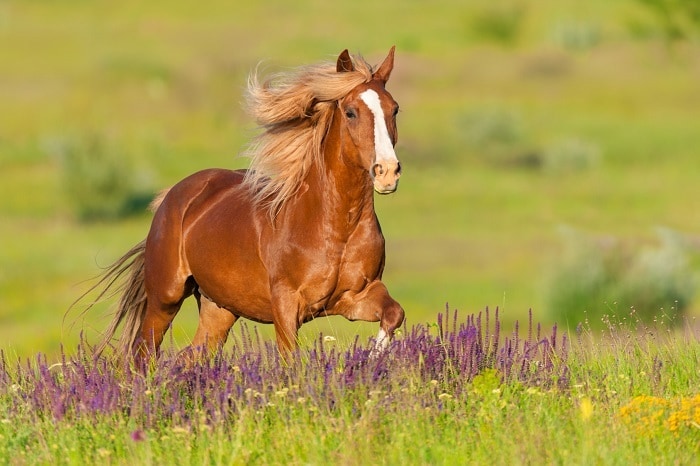 15 Horse Hairstyles To Show The Class Hairstylecamp