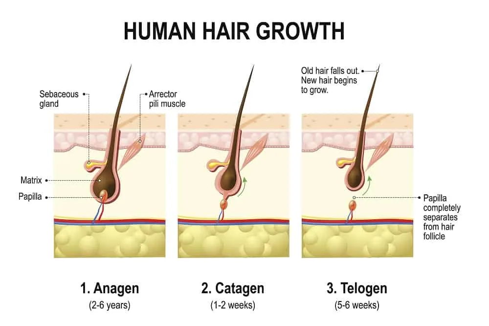 human hair growth cycle