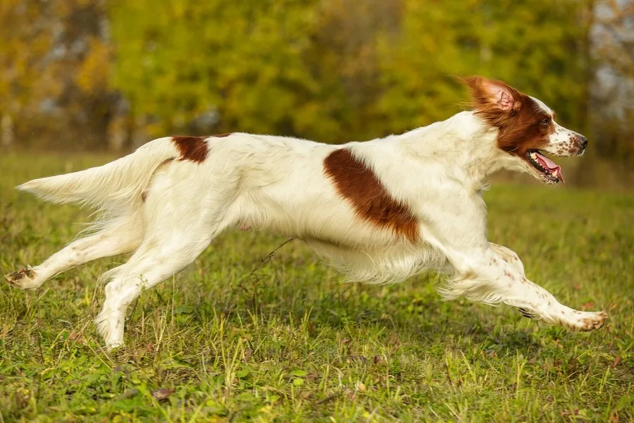 irish red and white setter haircut