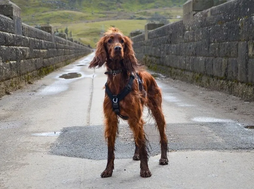 irish setter groomed feet