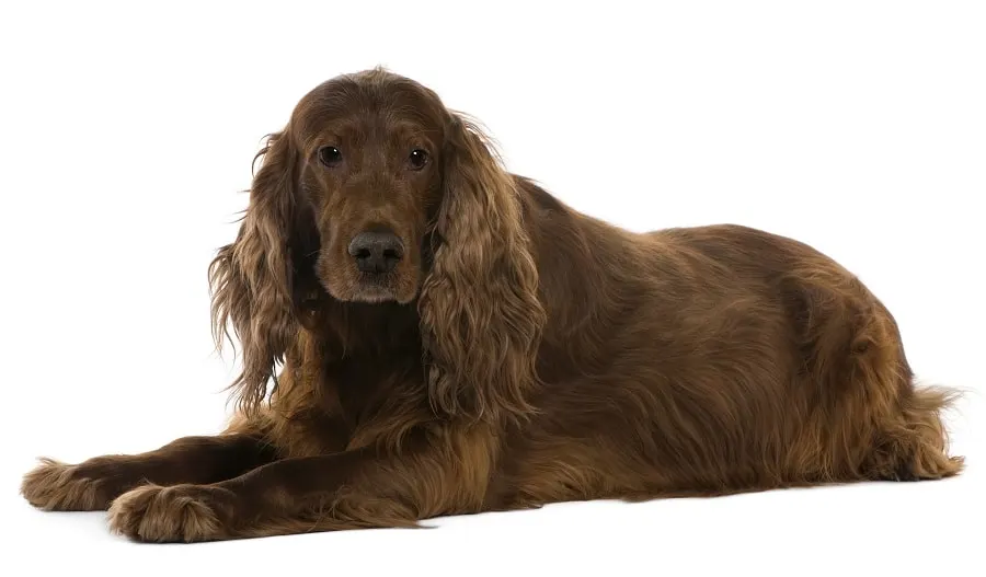 irish setter haircut