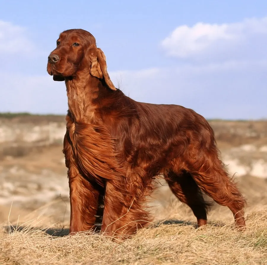 long irish setter haircut