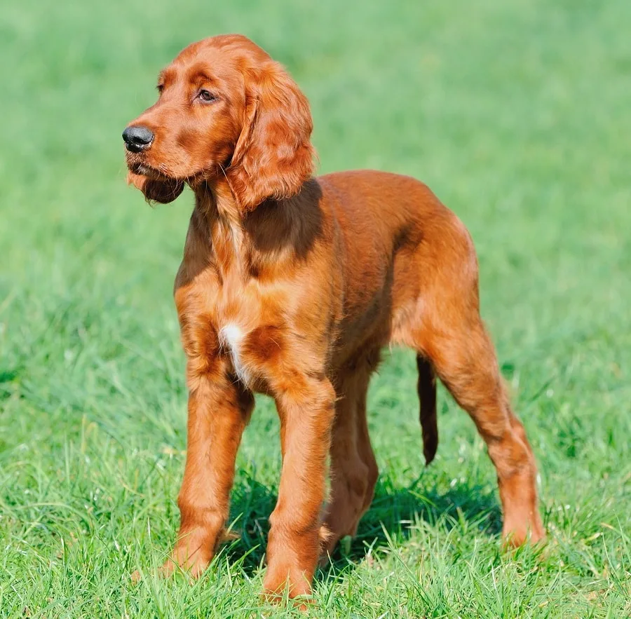 irish setter puppy haircut