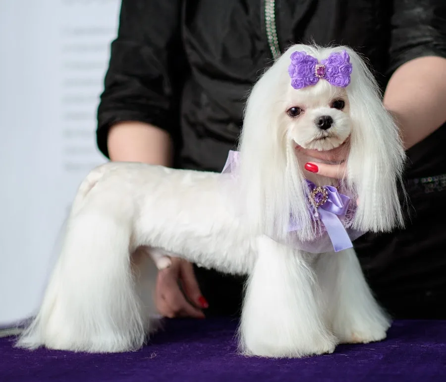 layered hair for maltese dogs