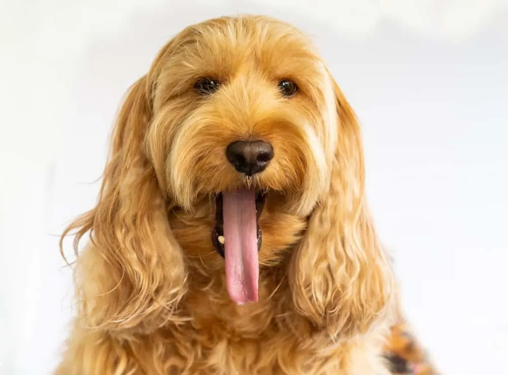 long cockapoo haircut