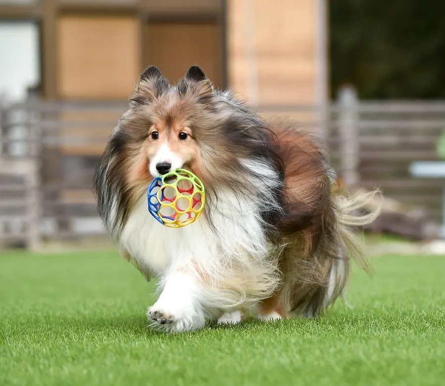 long haircut for shetland sheepdog