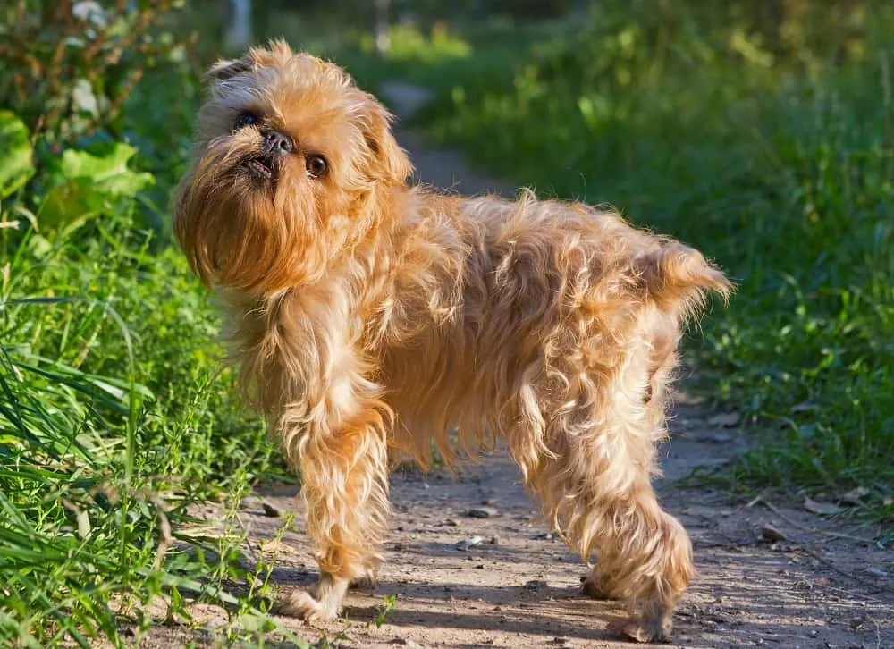 long haired brussels griffon's curly haircut