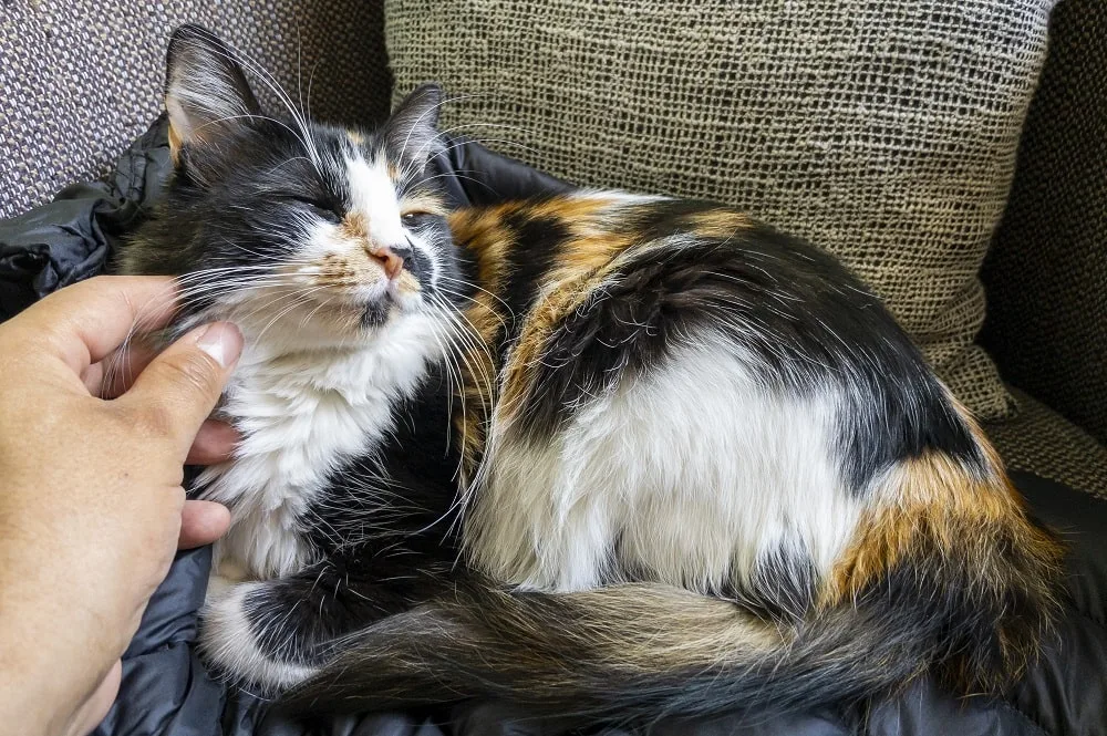 long haired calico cat personality