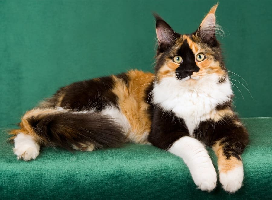 Long Haired Calico Cat 