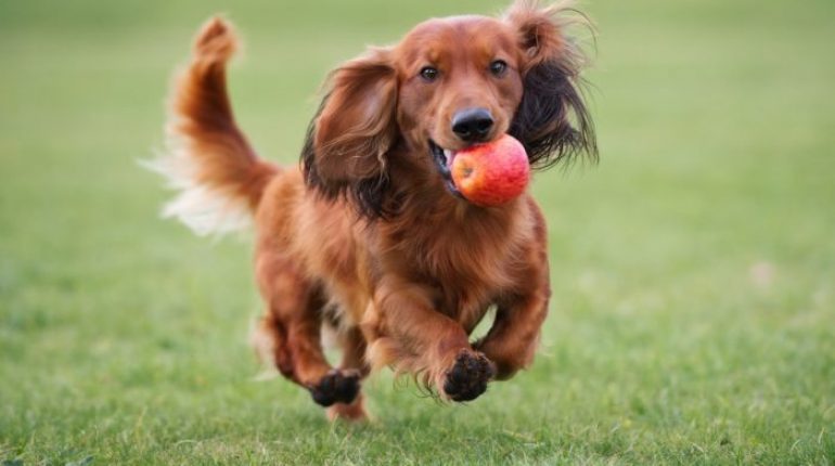 Picture Anna running with ball.