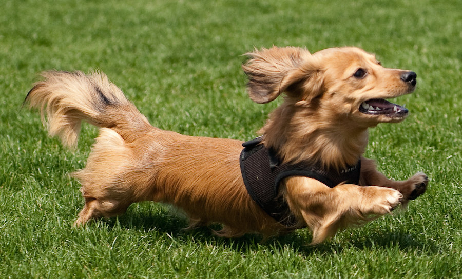 long haired mini dachshund