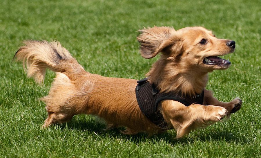 Long Haired Duchshund 