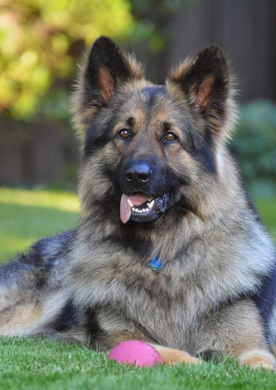 Nice Long Haired German Shepherd