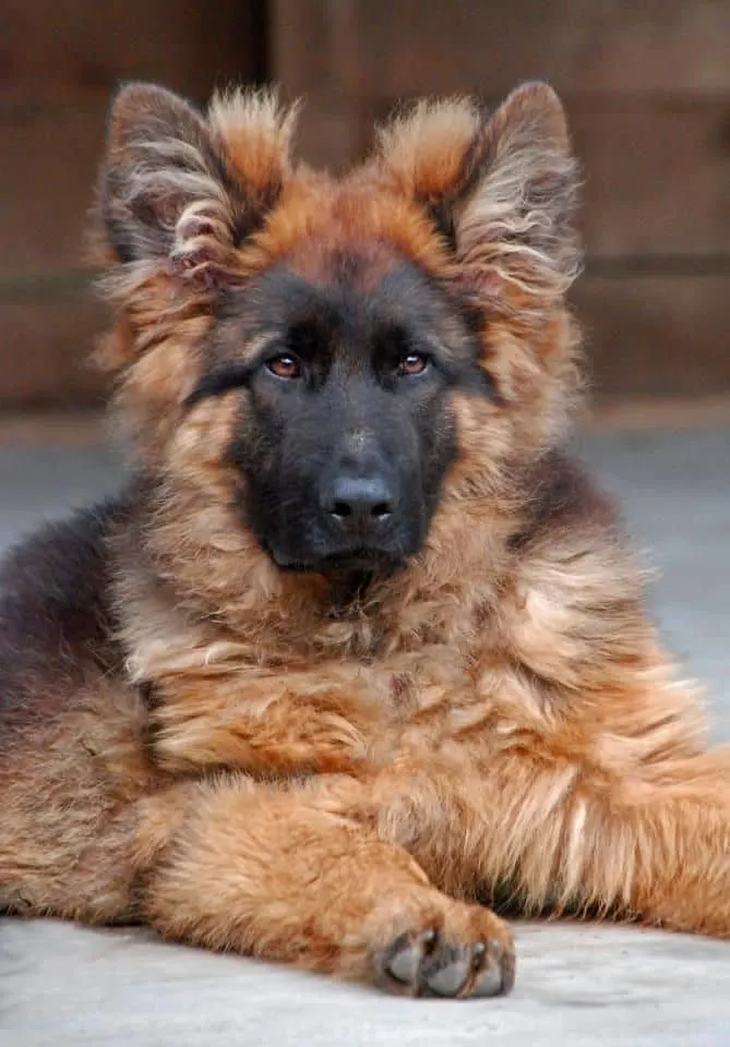 Long Haired German Shepherd dog