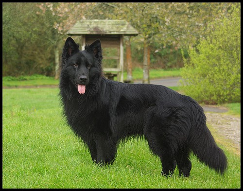 black Long Haired German Shepherd