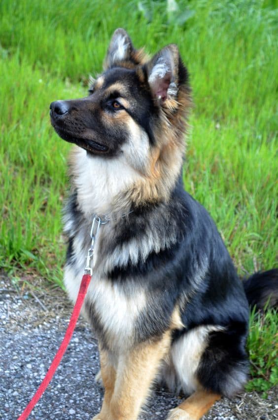 Long Haired German Shepherd