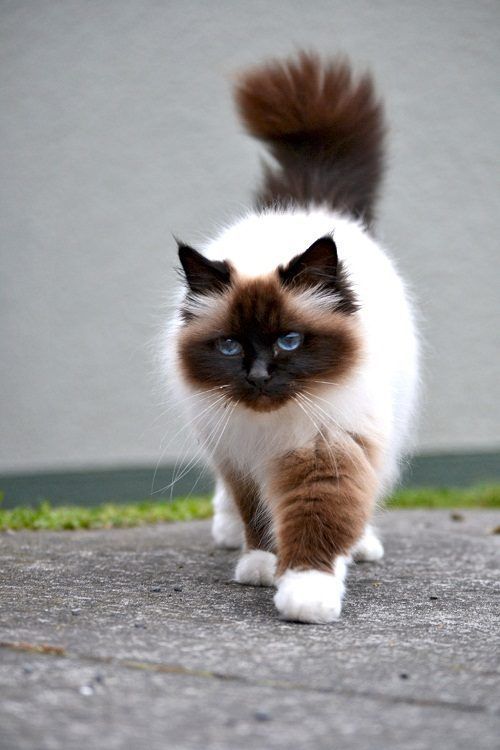 beautiful Long Haired Siamese Cats