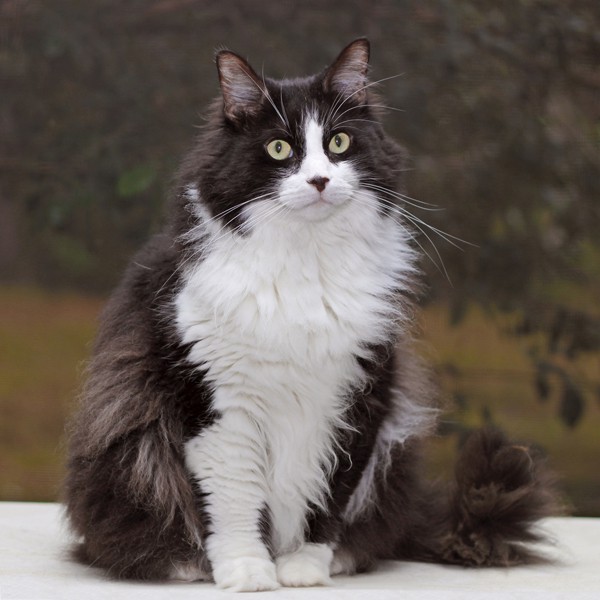 nice Long Haired Siamese Cats