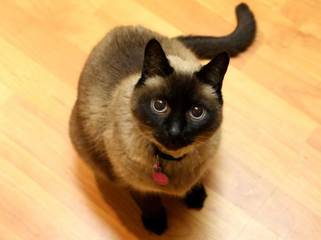 8 Grooming Tips for Long-Haired Siamese Cats - HairstyleCamp